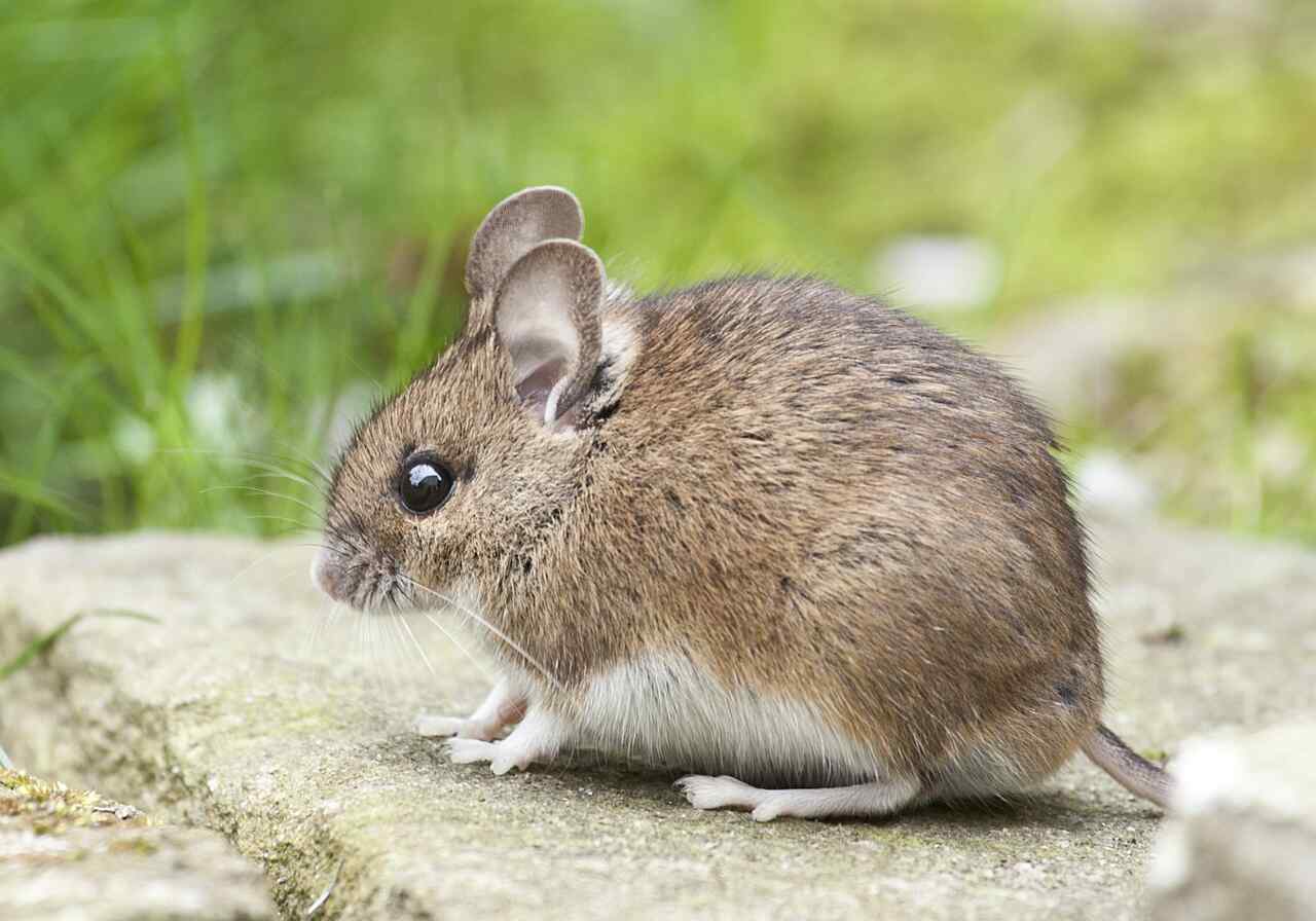 Property Management Pest Control Issues: A Guide for Landlords