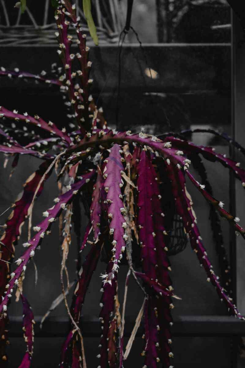 Mastering the Art of Short-Term Rental Photography: Tips and Techniques