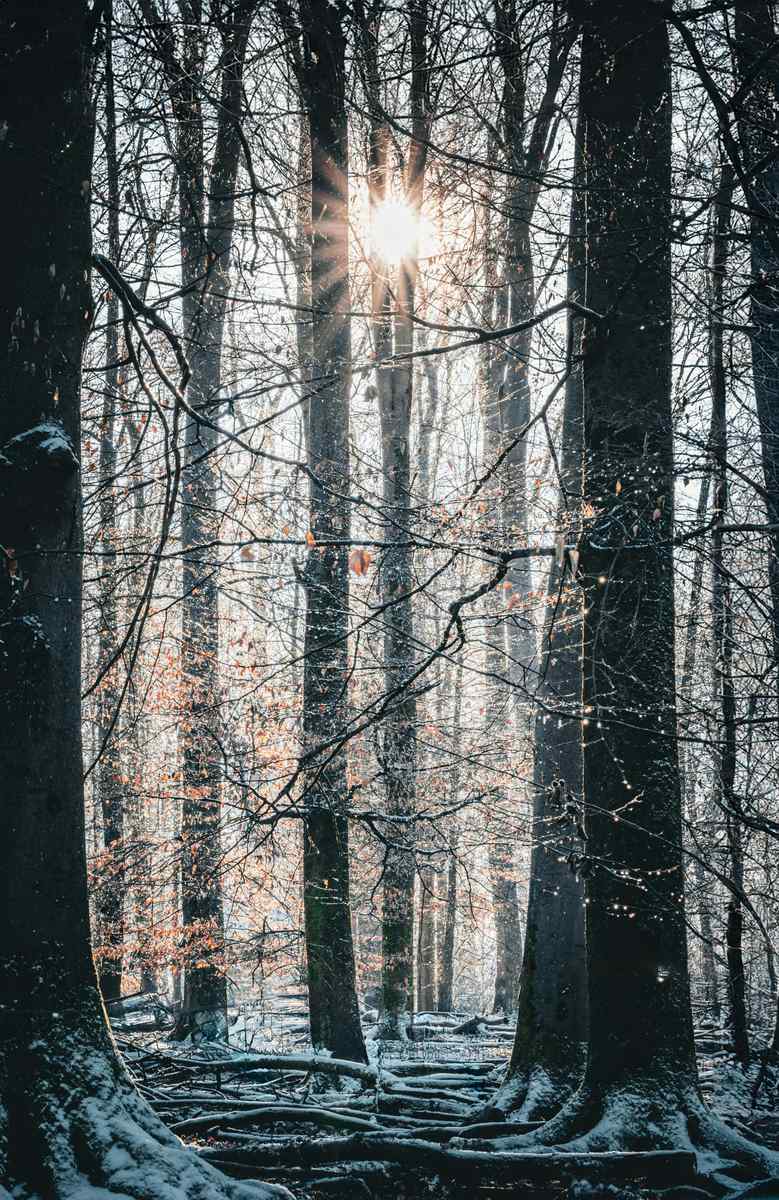 Escape to Winter Haven, Florida: Short Term Rentals for Every Occasion