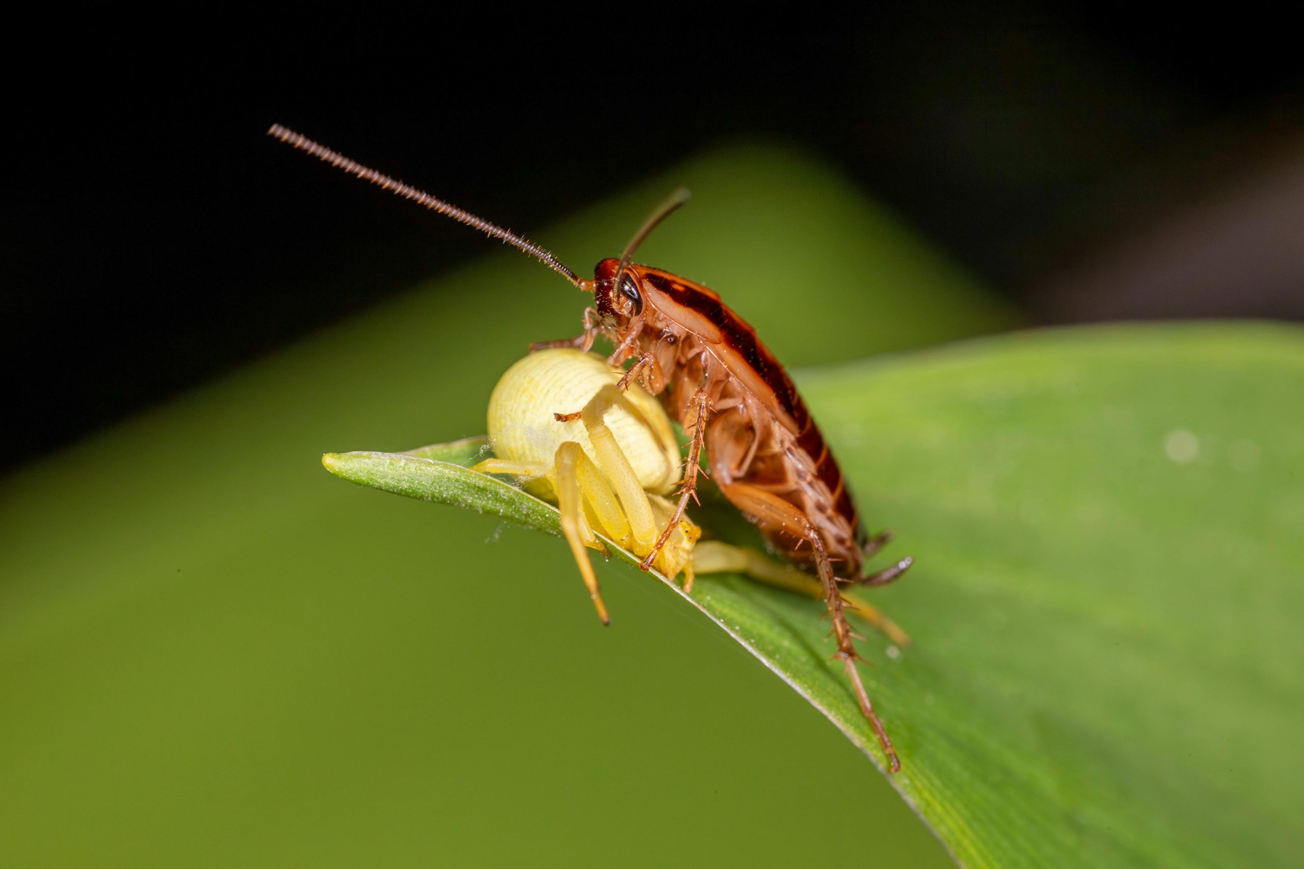How to Master VRBO cockroach feces lawsuit in 2025
