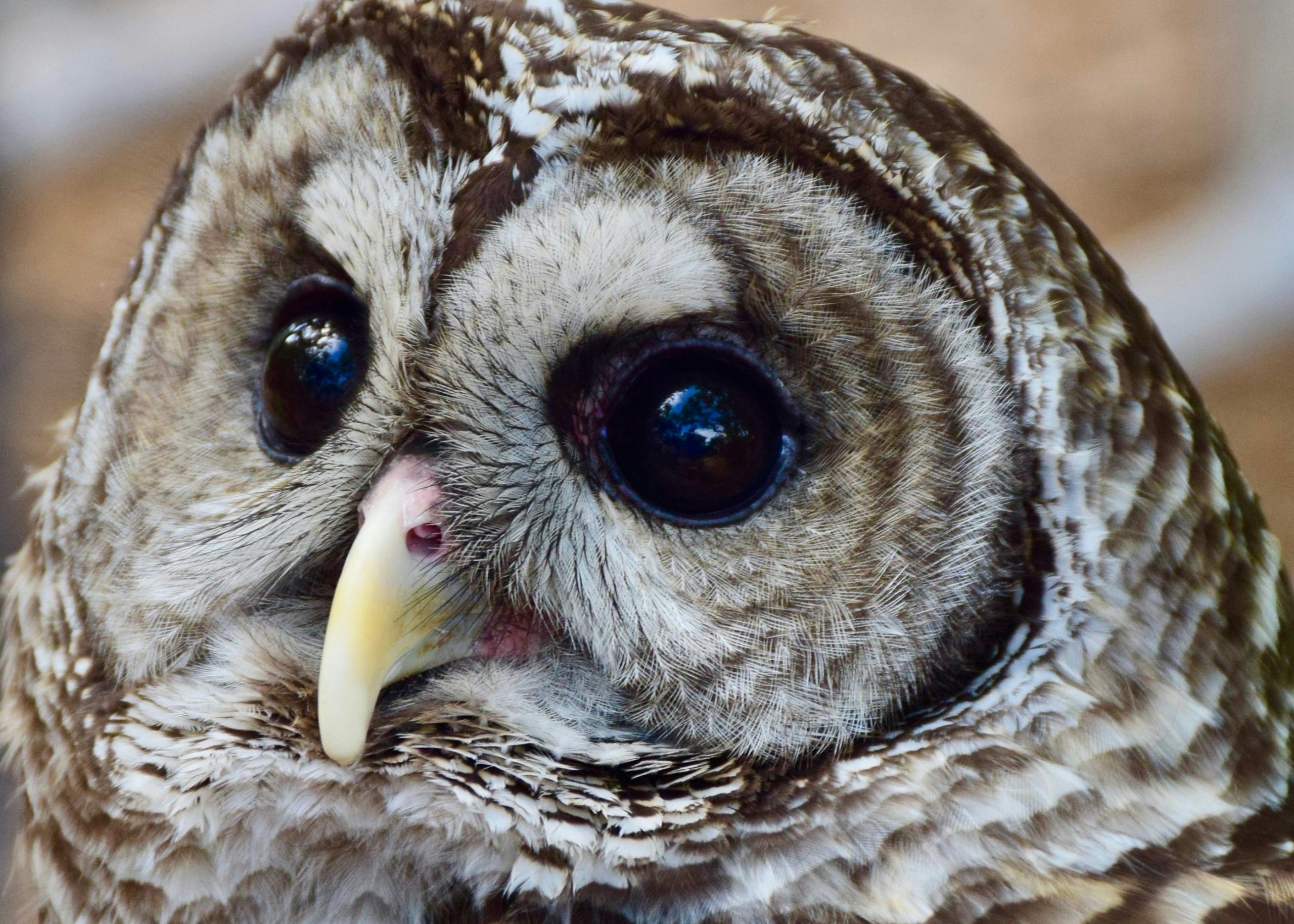 Ultimate Hilton Head occupancy cap vote failure Guid…